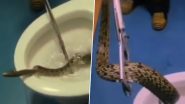 Snake in Toilet Bowl: टॉयलेट बाउल से बाहर निकलते सांप का क्लिप वायरल, वीडियो देख उड़ जाएंगे होश